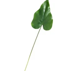 Calla-Blatt "Lily"