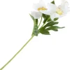 Christrose mit 3 Blüten