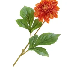 Dahlie 
