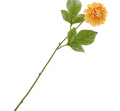 Dahlie 