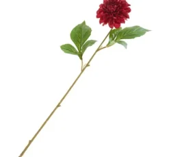 Dahlie 