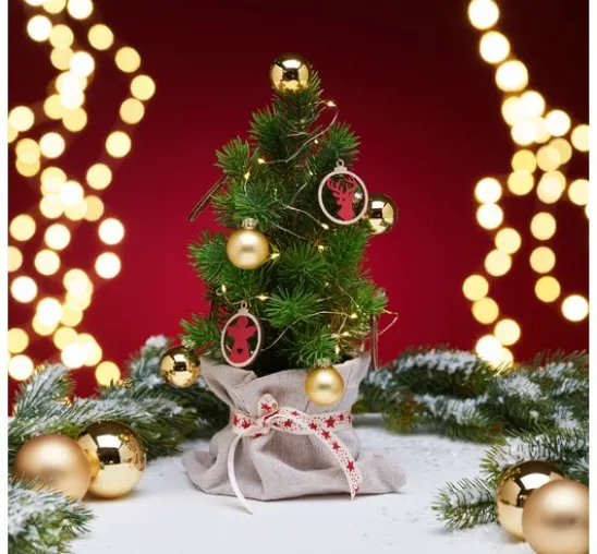 Edeltannenbaum "Rory" im Topf