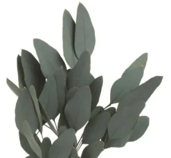 Eukalyptus