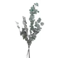 Eukalyptus Cinerea