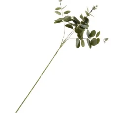 Eukalyptus-Zweig "Ava"