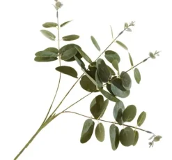 Eukalyptus-Zweig