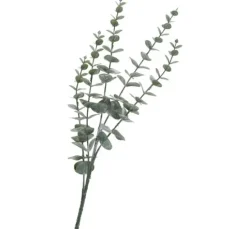 Eukalyptus-Zweig, beschneit