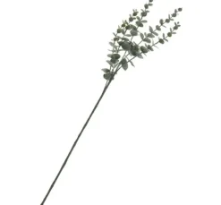 Eukalyptus-Zweig, beschneit