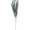 Eukalyptus Zweig "Evergreen"