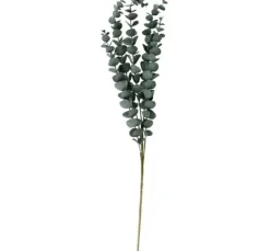 Eukalyptus Zweig "Evergreen"