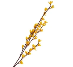Forsythien-Zweig