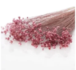 Glixia rosa