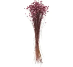 Glixia rosa