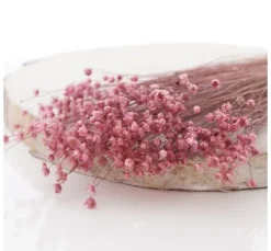 Glixia rosa