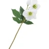 Helleborus