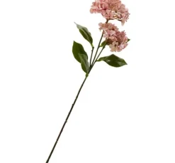Hortensie mit zwei Blüten
