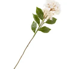 Hortensie mit zwei Blüten