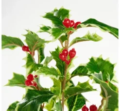 Ilex Zweig mit Beeren, 40 cm