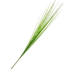 Isolepsis Gras