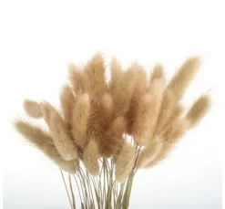 Lagurus