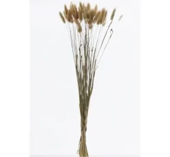 Lagurus