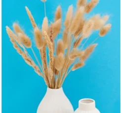 Lagurus