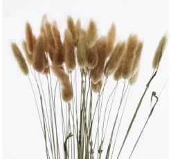 Lagurus