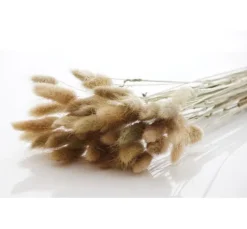 Lagurus