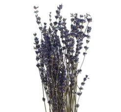 Lavendel natur blau