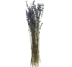 Lavendel natur blau