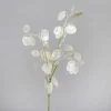 Lunaria Zweig