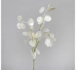 Lunaria Zweig