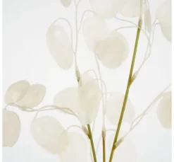 Lunaria Zweig