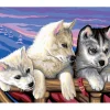 Malen nach Zahlen "Huskies"