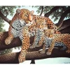 Malen nach Zahlen "Leoparden"
