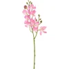 Mini Orchidee Phalaenopsis