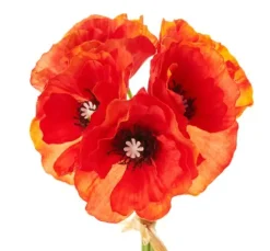 Mohnblumen-Bund, orange