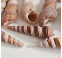 Muschelmix, natural