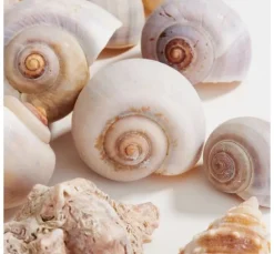 Muschelmix, natural