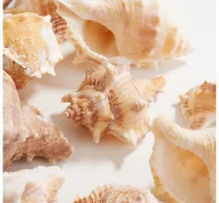 Muschelmix, natural
