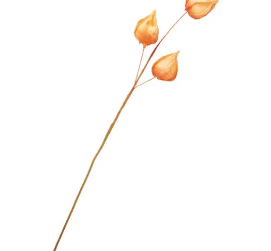 Physalis-Zweig