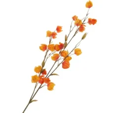 Physalis-Zweig 