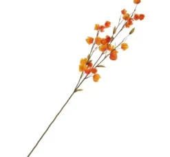 Physalis-Zweig 