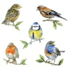 Serviette "Heimische Vögel"