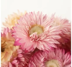 Strohblumenköpfe