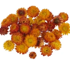 Strohblumenköpfe