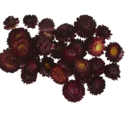 Strohblumenköpfe