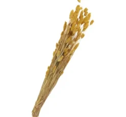 Trockenblumen 