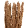 Trockenblumen "Sanmuga Grass"