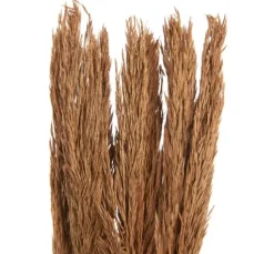Trockenblumen "Sanmuga Grass"